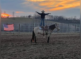 American Quarter Horse, Ruin, 12 Jaar, 142 cm, Buckskin