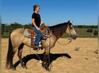 American Quarter Horse, Ruin, 12 Jaar, 142 cm, Buckskin