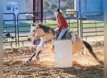 American Quarter Horse, Ruin, 12 Jaar, 142 cm, Buckskin