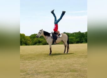 American Quarter Horse, Ruin, 12 Jaar, 142 cm, Buckskin