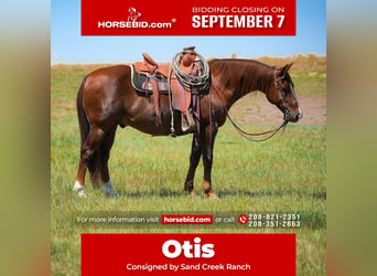 American Quarter Horse, Ruin, 12 Jaar, 142 cm, Donkere-vos
