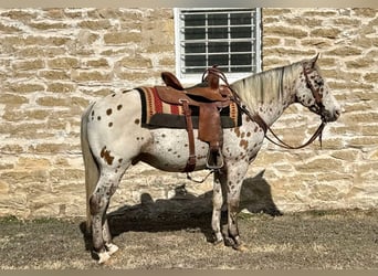 American Quarter Horse, Ruin, 12 Jaar, 142 cm, Roodbruin