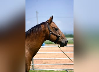 American Quarter Horse, Ruin, 12 Jaar, 142 cm, Roodbruin