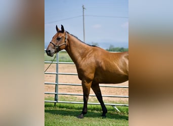 American Quarter Horse, Ruin, 12 Jaar, 142 cm, Roodbruin