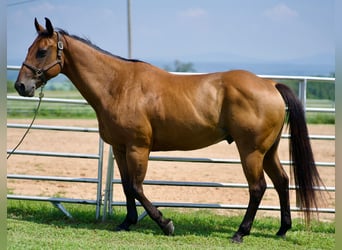 American Quarter Horse, Ruin, 12 Jaar, 142 cm, Roodbruin