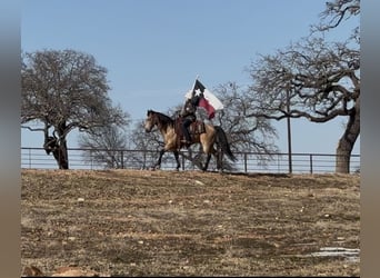 American Quarter Horse, Ruin, 12 Jaar, 145 cm, Buckskin