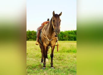 American Quarter Horse Mix, Ruin, 12 Jaar, 145 cm, Grullo