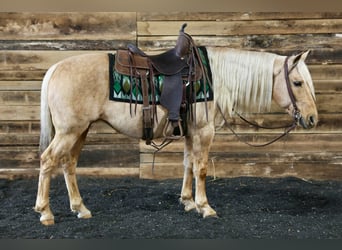 American Quarter Horse, Ruin, 12 Jaar, 145 cm, Palomino