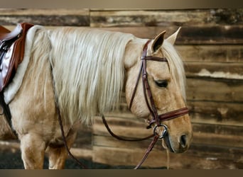 American Quarter Horse, Ruin, 12 Jaar, 145 cm, Palomino