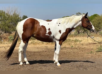 American Quarter Horse, Ruin, 12 Jaar, 145 cm, Tobiano-alle-kleuren