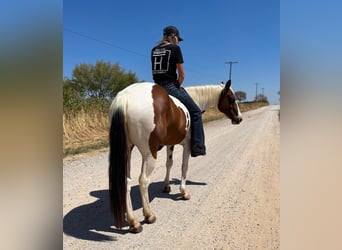 American Quarter Horse, Ruin, 12 Jaar, 145 cm, Tobiano-alle-kleuren