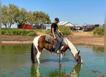 American Quarter Horse, Ruin, 12 Jaar, 145 cm, Tobiano-alle-kleuren