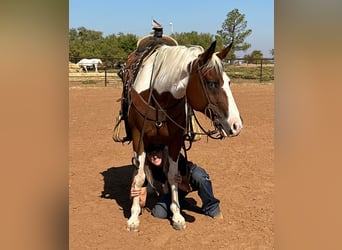 American Quarter Horse, Ruin, 12 Jaar, 145 cm, Tobiano-alle-kleuren