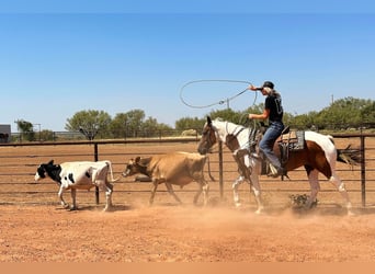 American Quarter Horse, Ruin, 12 Jaar, 145 cm, Tobiano-alle-kleuren