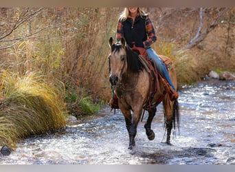 American Quarter Horse, Ruin, 12 Jaar, 147 cm, Buckskin