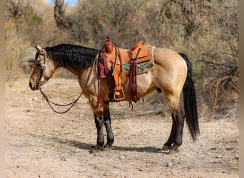 American Quarter Horse, Ruin, 12 Jaar, 147 cm, Buckskin