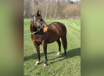 American Quarter Horse, Ruin, 12 Jaar, 147 cm, Donkerbruin