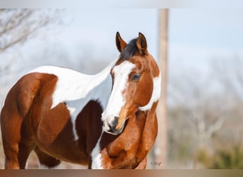 American Quarter Horse, Ruin, 12 Jaar, 147 cm, Donkere-vos