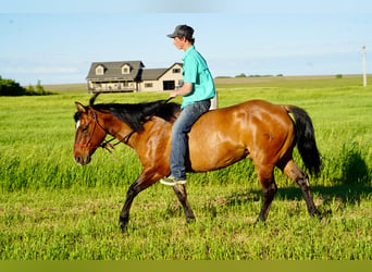 American Quarter Horse, Ruin, 12 Jaar, 147 cm, Falbe