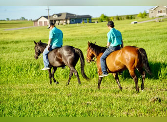 American Quarter Horse, Ruin, 12 Jaar, 147 cm, Falbe