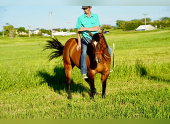 American Quarter Horse, Ruin, 12 Jaar, 147 cm, Falbe