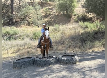 American Quarter Horse, Ruin, 12 Jaar, 147 cm, Overo-alle-kleuren