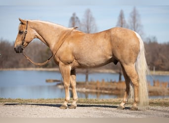 American Quarter Horse, Ruin, 12 Jaar, 147 cm, Palomino