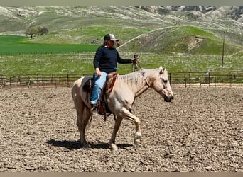 American Quarter Horse, Ruin, 12 Jaar, 147 cm, Palomino