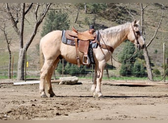 American Quarter Horse, Ruin, 12 Jaar, 147 cm, Palomino