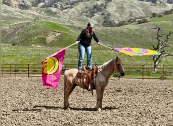 American Quarter Horse, Ruin, 12 Jaar, 147 cm, Palomino