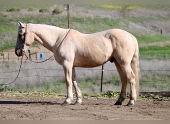 American Quarter Horse, Ruin, 12 Jaar, 147 cm, Palomino