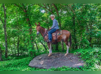 American Quarter Horse, Ruin, 12 Jaar, 147 cm, Red Dun