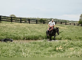 American Quarter Horse, Ruin, 12 Jaar, 147 cm, Roan-Blue