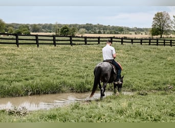 American Quarter Horse, Ruin, 12 Jaar, 147 cm, Roan-Blue