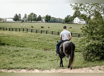 American Quarter Horse, Ruin, 12 Jaar, 147 cm, Roan-Blue