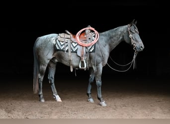 American Quarter Horse, Ruin, 12 Jaar, 147 cm, Roan-Blue
