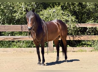 American Quarter Horse, Ruin, 12 Jaar, 147 cm, Roodbruin