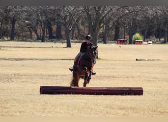 American Quarter Horse, Ruin, 12 Jaar, 147 cm, Roodbruin