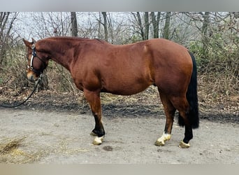 American Quarter Horse, Ruin, 12 Jaar, 150 cm, Bruin