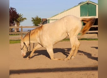 American Quarter Horse, Ruin, 12 Jaar, 150 cm, Champagne