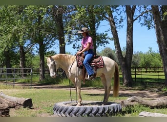 American Quarter Horse, Ruin, 12 Jaar, 150 cm, Champagne