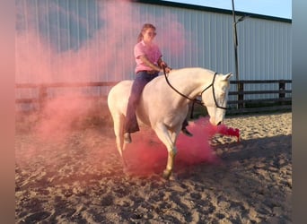 American Quarter Horse, Ruin, 12 Jaar, 150 cm, Champagne