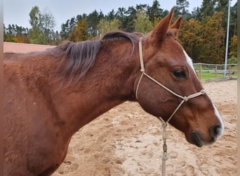 American Quarter Horse, Ruin, 12 Jaar, 150 cm, Donkere-vos