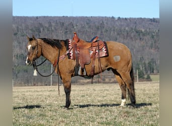 American Quarter Horse, Ruin, 12 Jaar, 150 cm, Falbe