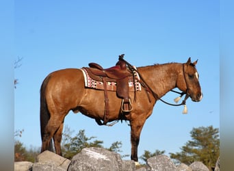 American Quarter Horse, Ruin, 12 Jaar, 150 cm, Falbe