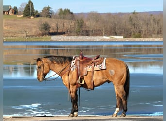 American Quarter Horse, Ruin, 12 Jaar, 150 cm, Falbe