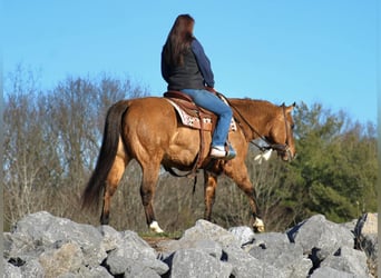 American Quarter Horse, Ruin, 12 Jaar, 150 cm, Falbe