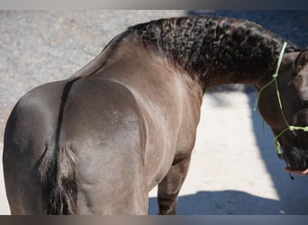 American Quarter Horse, Ruin, 12 Jaar, 150 cm, Grullo
