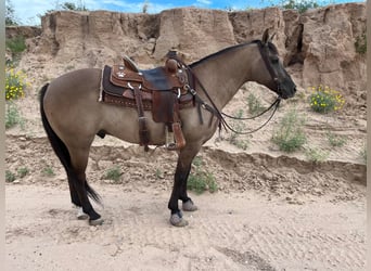 American Quarter Horse, Ruin, 12 Jaar, 150 cm, Grullo