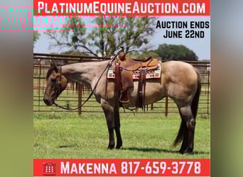 American Quarter Horse, Ruin, 12 Jaar, 150 cm, Grullo